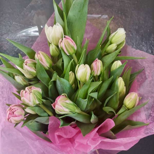 Bouquet of pale pink and white tulips wrapped in bright pink tissue paper