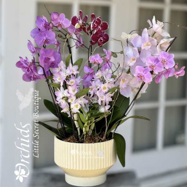 Arrangement of purple and pink orchids in a cream pot