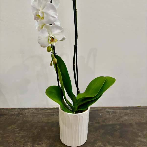 Classic White Phalaenopsis Orchid