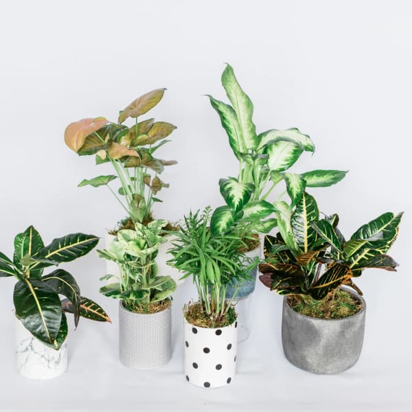 Five potted houseplants arranged against a white background.
