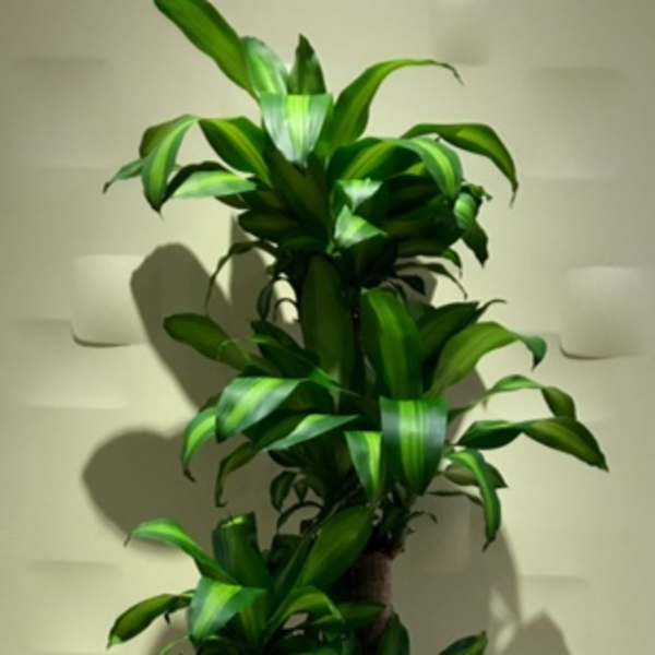 Potted dracaena plant with glossy green leaves in a white container