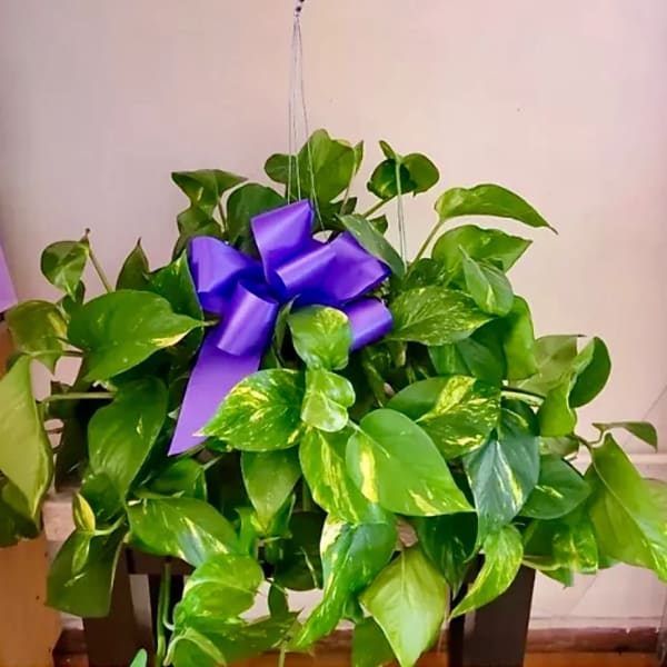 Hanging pothos plant with a purple ribbon bow