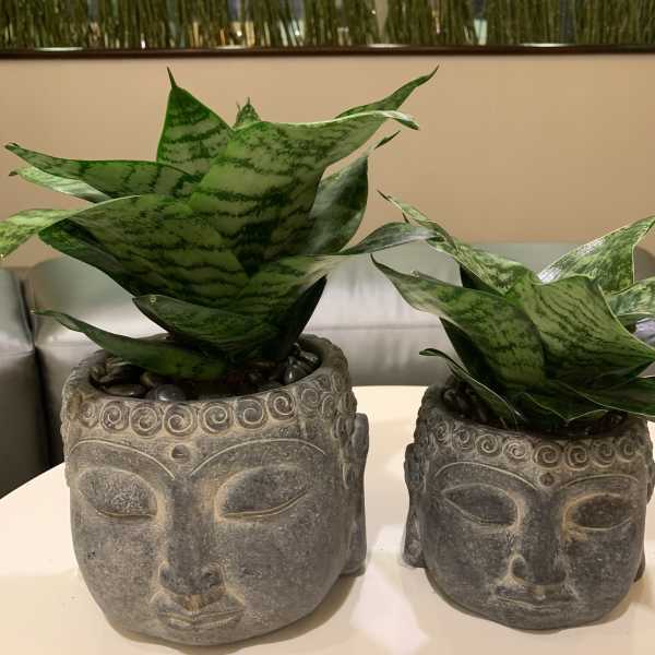 Two snake plants in carved stone face planters on a table