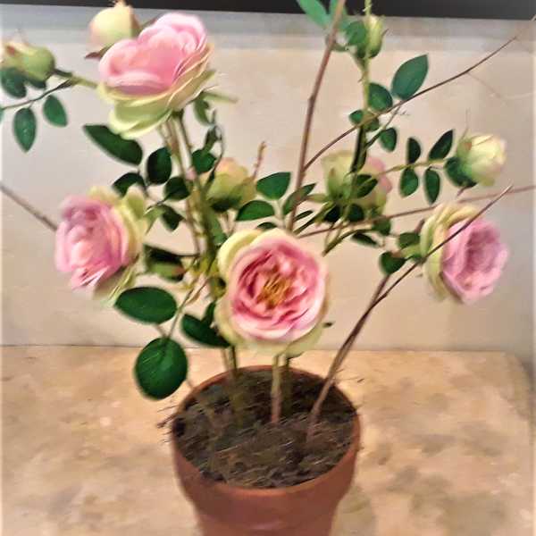 Potted arrangement with pink rose-like blooms and green leaves