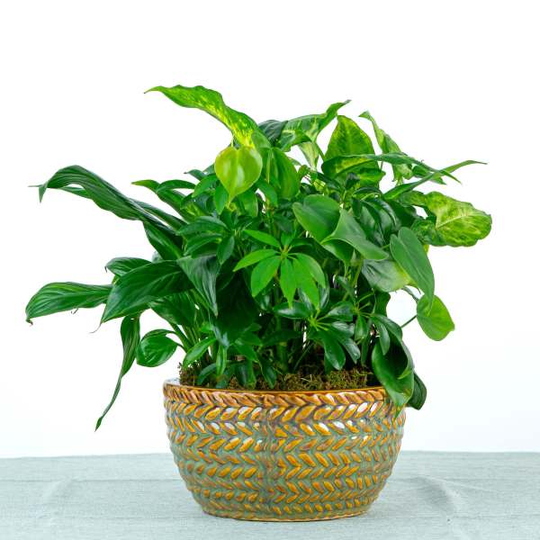 Our Alexander Dish Garden