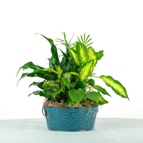 Our Colin Dish Garden