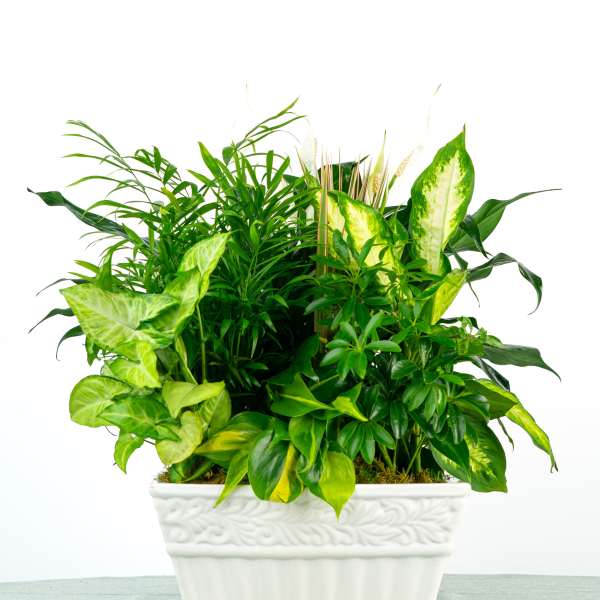 Our Francis Dish Garden