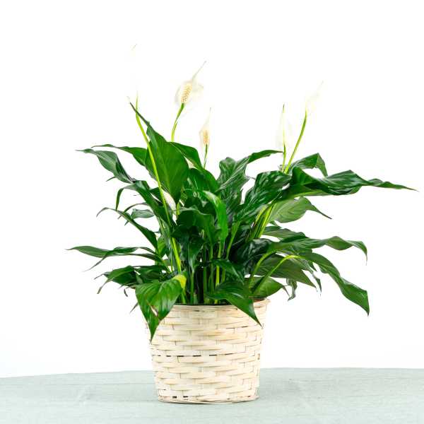 Peace Lily Plant (6" Pot)