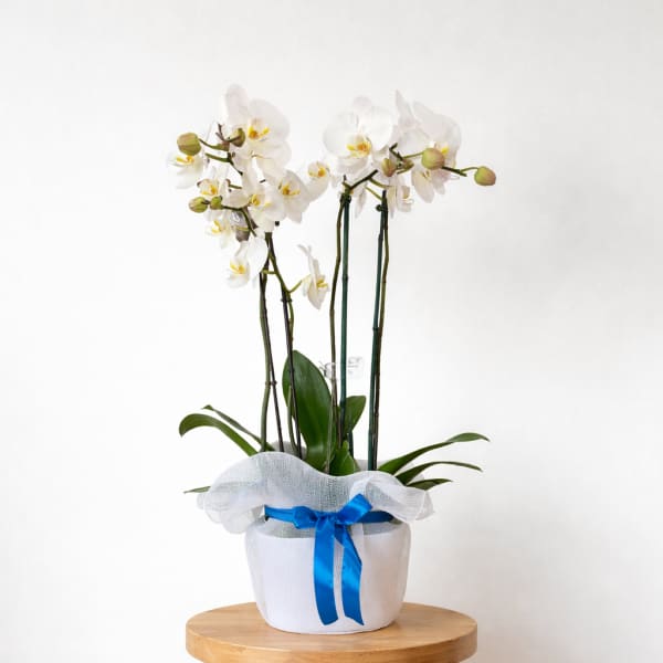 White orchid plant in a white pot with a blue ribbon