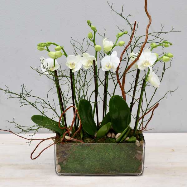 White phalaenopsis orchid plants in a low rectangular glass planter with moss and branches