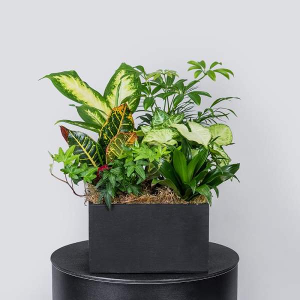 Mixed potted houseplants arranged in a black rectangular planter