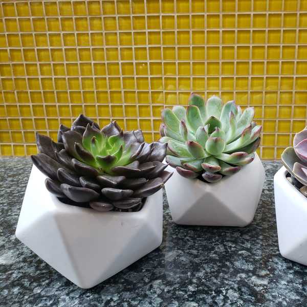 Three potted succulents in white geometric planters