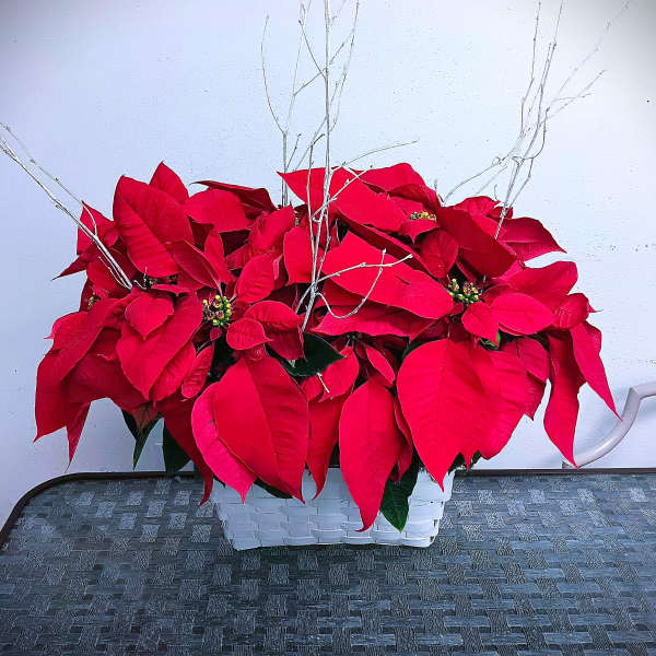 Red poinsettias arranged in a white basket