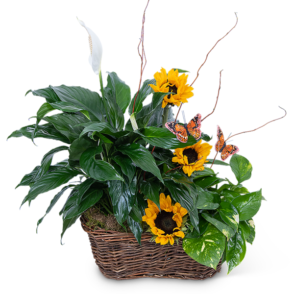 Potted peace lily and sunflowers in a wicker basket with butterfly picks