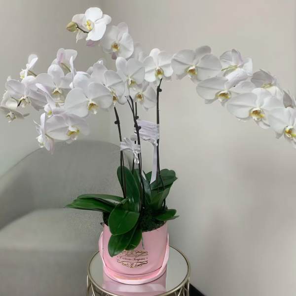 White orchid arrangement in a pink pot on a small table