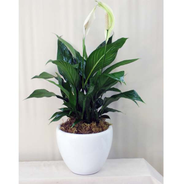 Potted peace lily plant with white blooms in a white planter