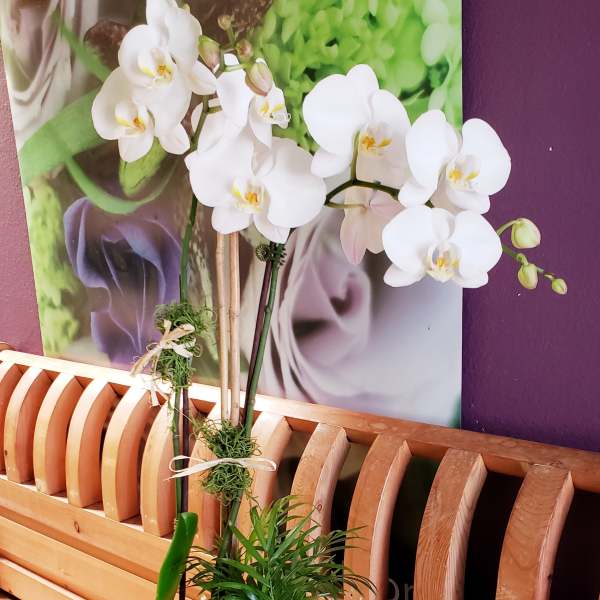 White orchid arrangement in a square white planter with succulents