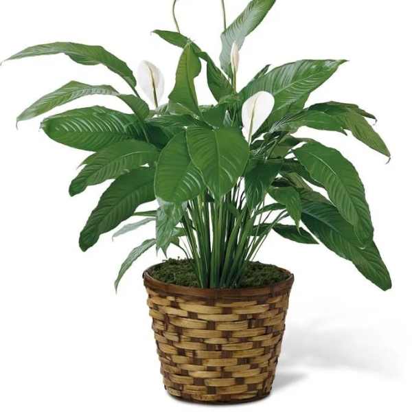 Spathiphyllum Peace Lily