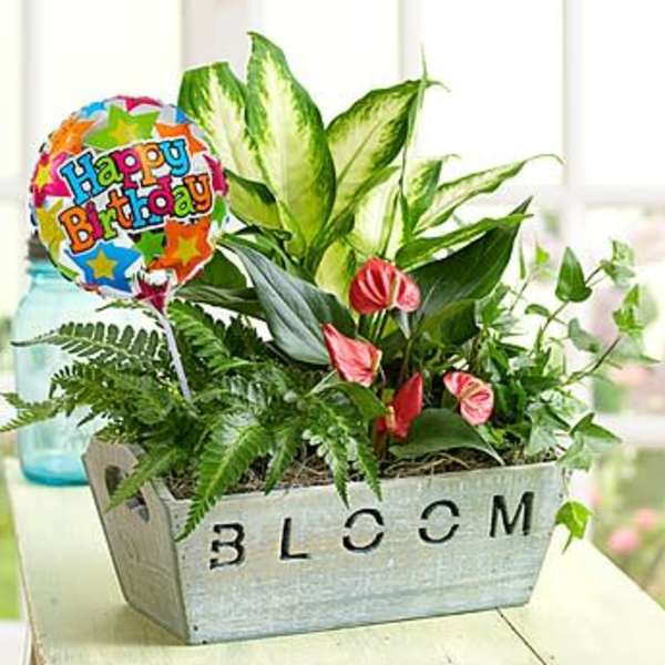 Happy Birthday Garden