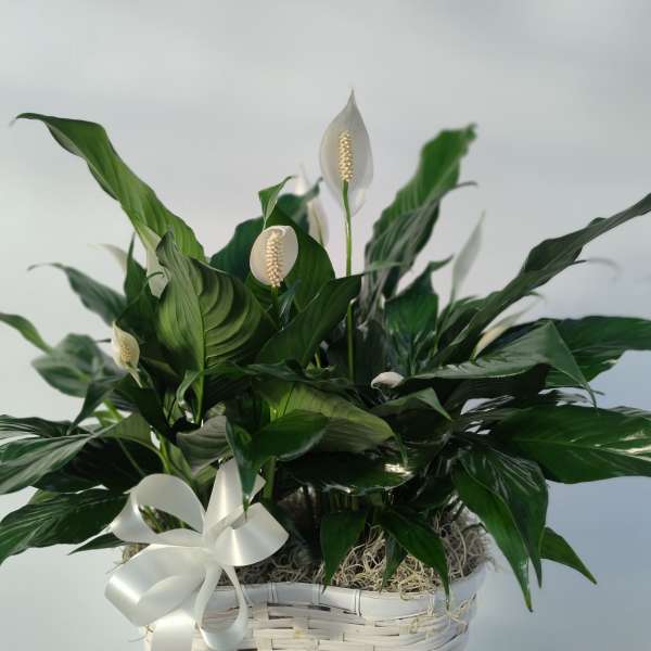 White peace lilies in a white basket with a ribbon bow