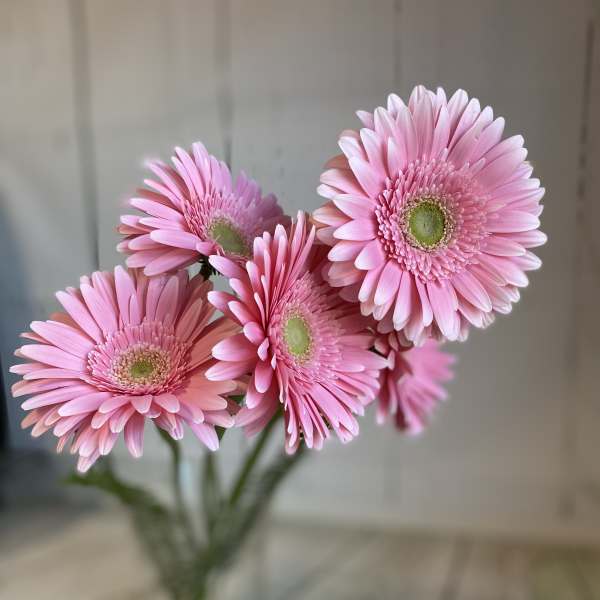 Pink gerbera daisies in a clear glass vase