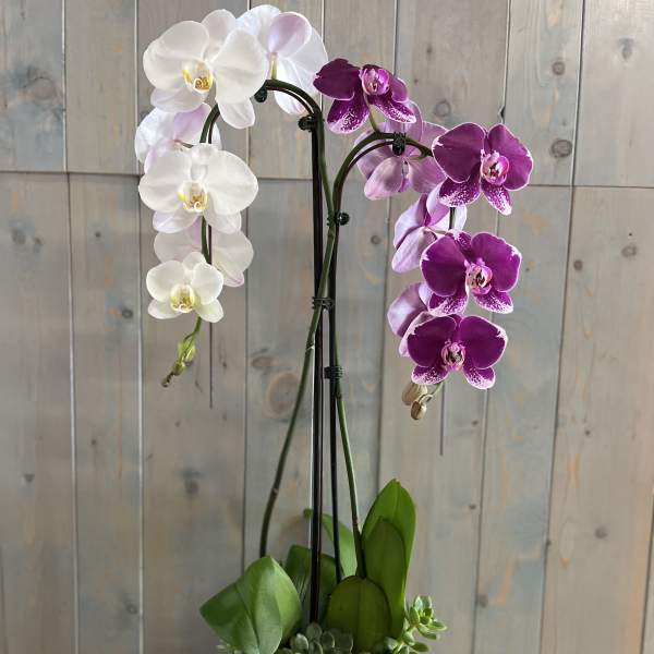 White and purple orchids in a decorative pot with succulents