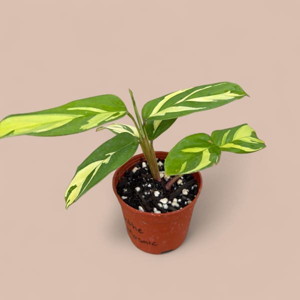 Ctenanthe lubbersiana 'Golden Mosaic'