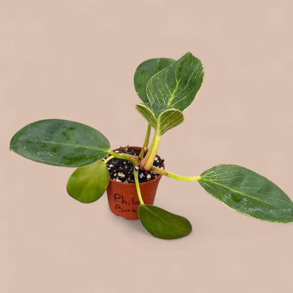 Philodendron 'Birkin'