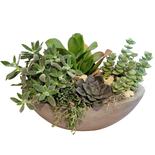Locally Grown Succulent Planter