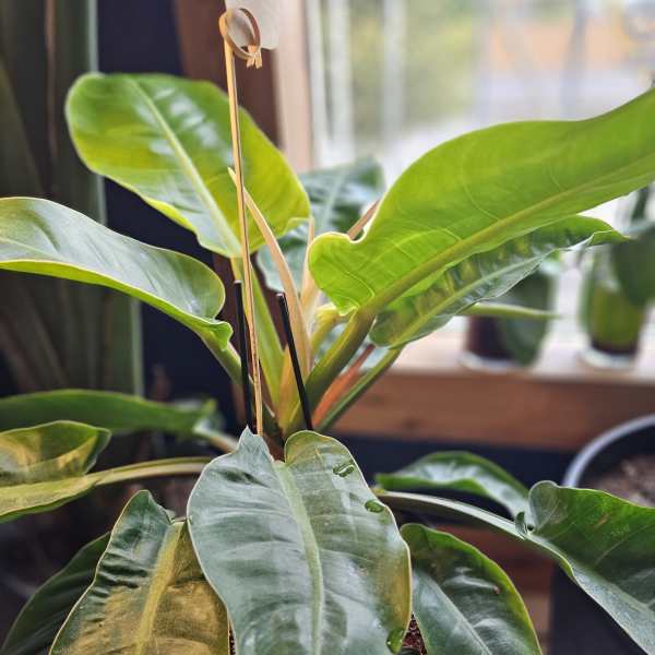 Moonlight Philodendron