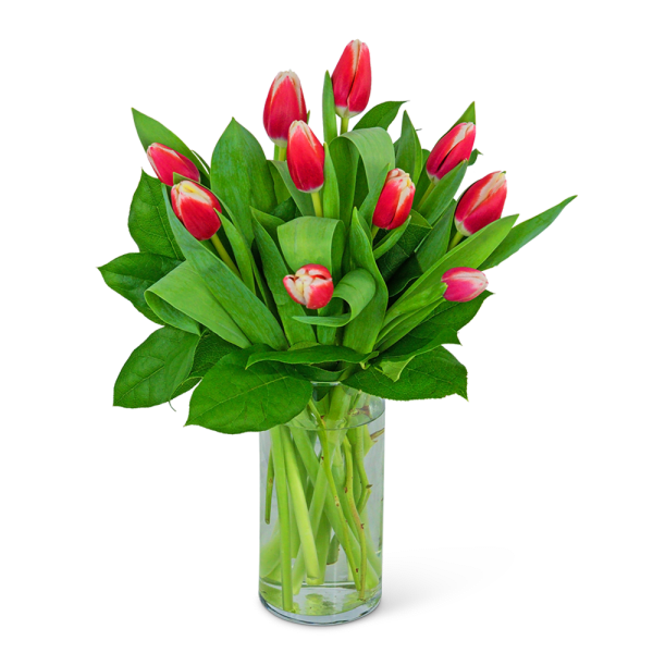 Pink tulips arranged in a clear glass vase