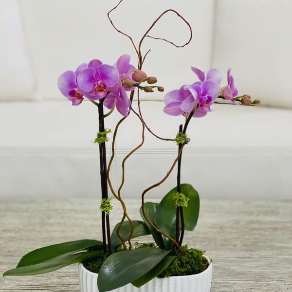 Purple orchids in a white planter with moss