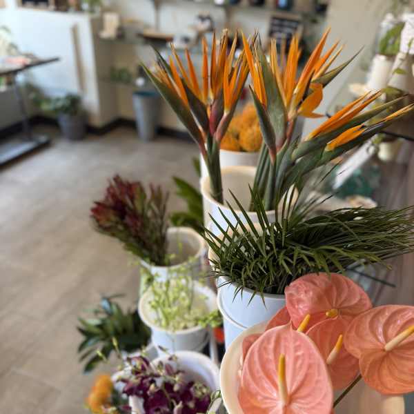 Assorted tropical flowers in white buckets, including orange bird-of-paradise and pink anthuriums.