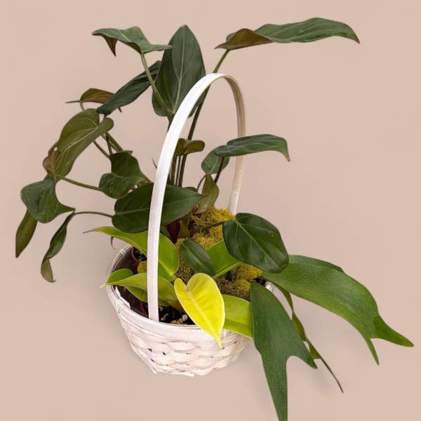 Tropical basket