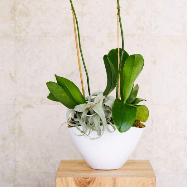 White orchids in a white pot with broad green leaves