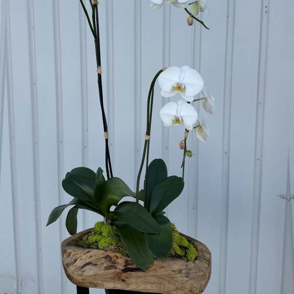 White orchid plant in a wooden container with moss