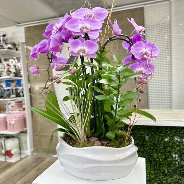 Lavender phalaenopsis orchid planter with assorted green plants in a white ceramic bowl
