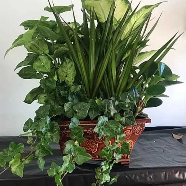 Mixed green houseplants in a decorative planter