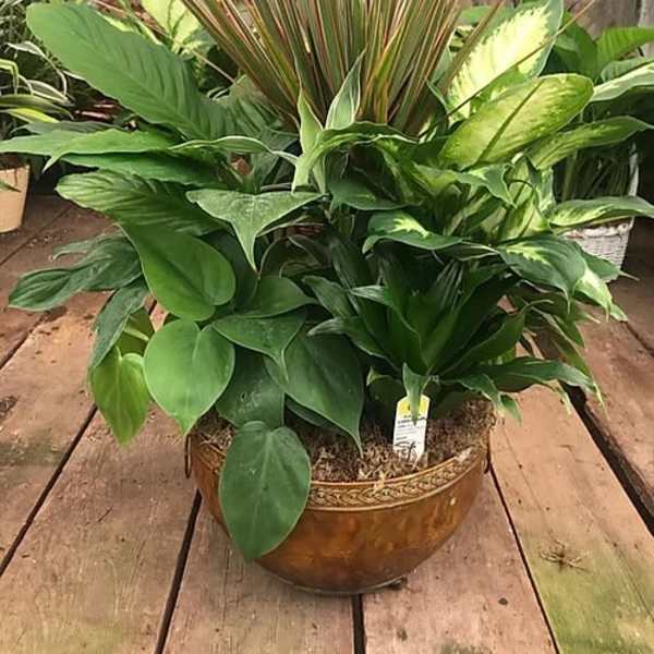 Mixed green houseplant arrangement in a decorative bowl planter