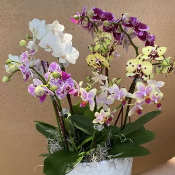 Potted orchids in white, purple, and yellow blooms in a white container