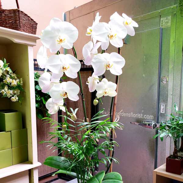 White orchid plant in a ribbed metal pot