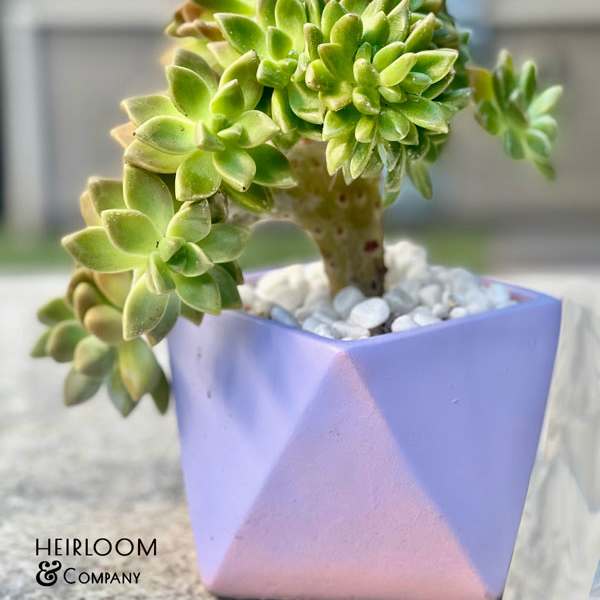 Potted succulent in a lavender geometric planter with white pebbles