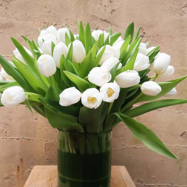 White tulips arranged in a clear glass vase