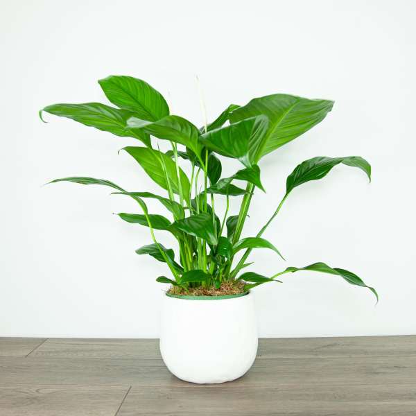 Potted green houseplant in a white ceramic planter