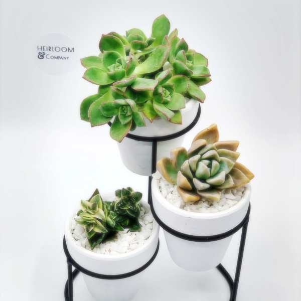 Three potted succulents arranged on a black metal stand