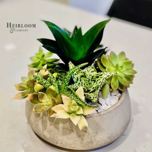 Succulent arrangement in a round concrete planter with white stones