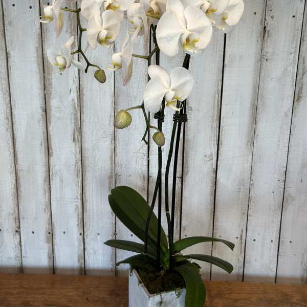 White orchid plant in a square white pot