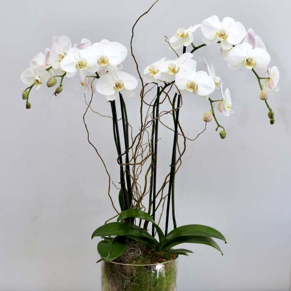 Tall white phalaenopsis orchid plant with moss in a clear glass vase