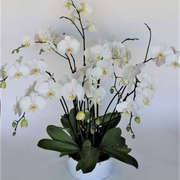 White orchid arrangement in a white pot