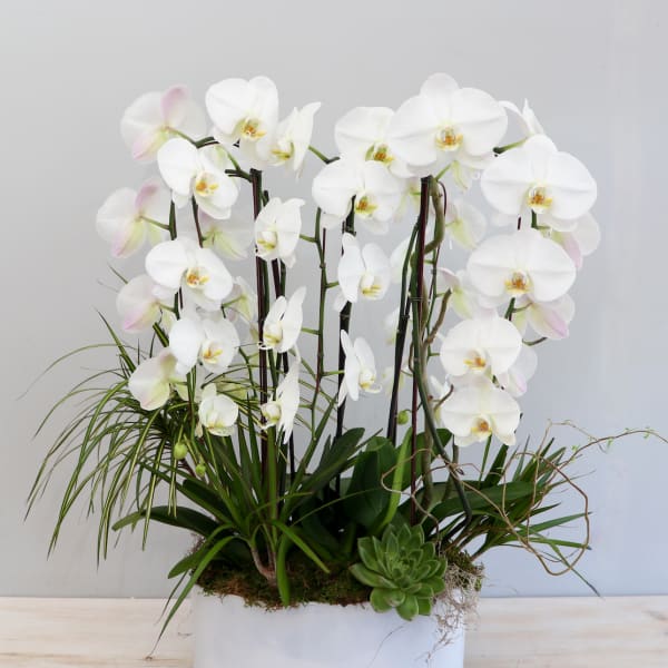 Planter of tall white orchids with accent grasses and a succulent in a white oval pot